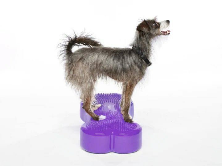 犬用 アジリティグッズ FitPAWS ドッグバランスフィットネス CanineGym K9FITbone Purple