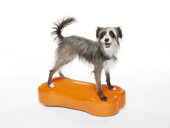 犬用 アジリティグッズ FitPAWS ドッグバランスフィットネス CanineGym K9FITbone Orange  オリジナルペットシーツと海外ペット用品のセレクトショップ ALLFORWAN'sLIFE（オールフォーワンズライフ）