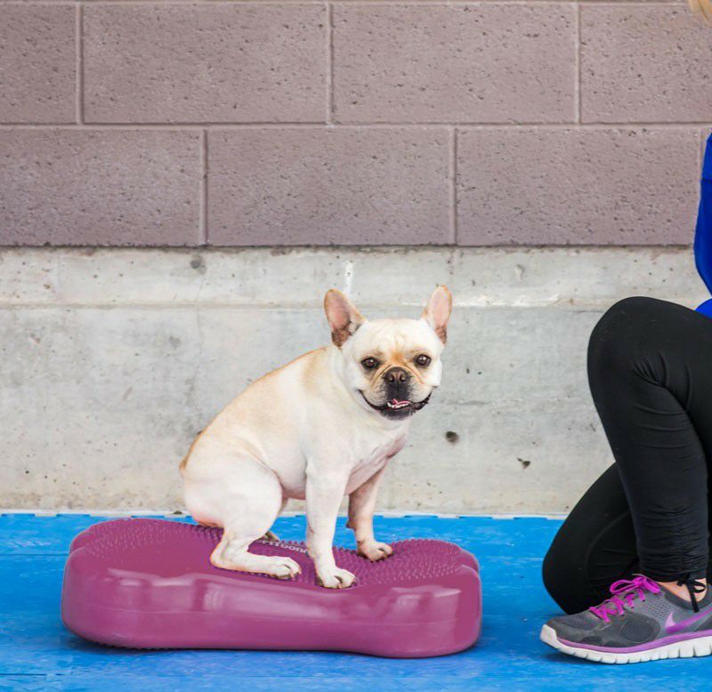 犬用 アジリティグッズ FitPAWS ドッグバランスフィットネス 犬用 アジリティグッズ FitPAWS ドッグバランスフィットネス