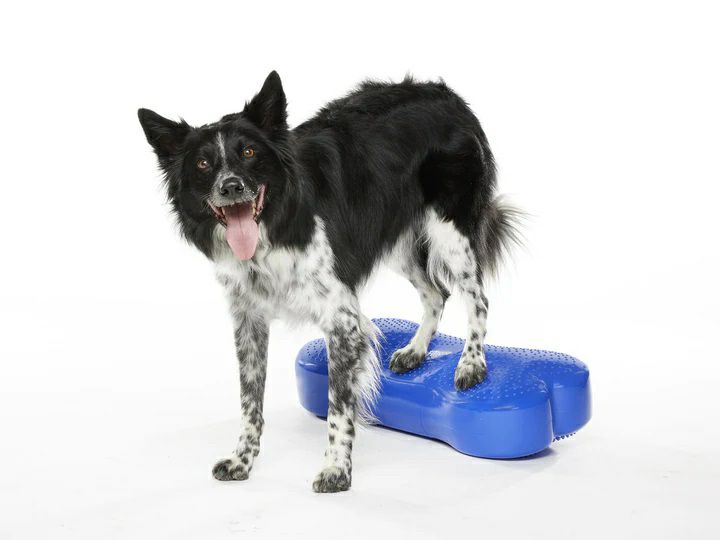 犬用 アジリティグッズ FitPAWS ドッグバランスフィットネス CanineGym K9FITbone Sky Blue