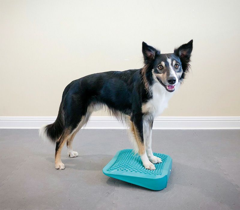 FitPAWSバランスディスク | ワンちゃん専用のディスク型の