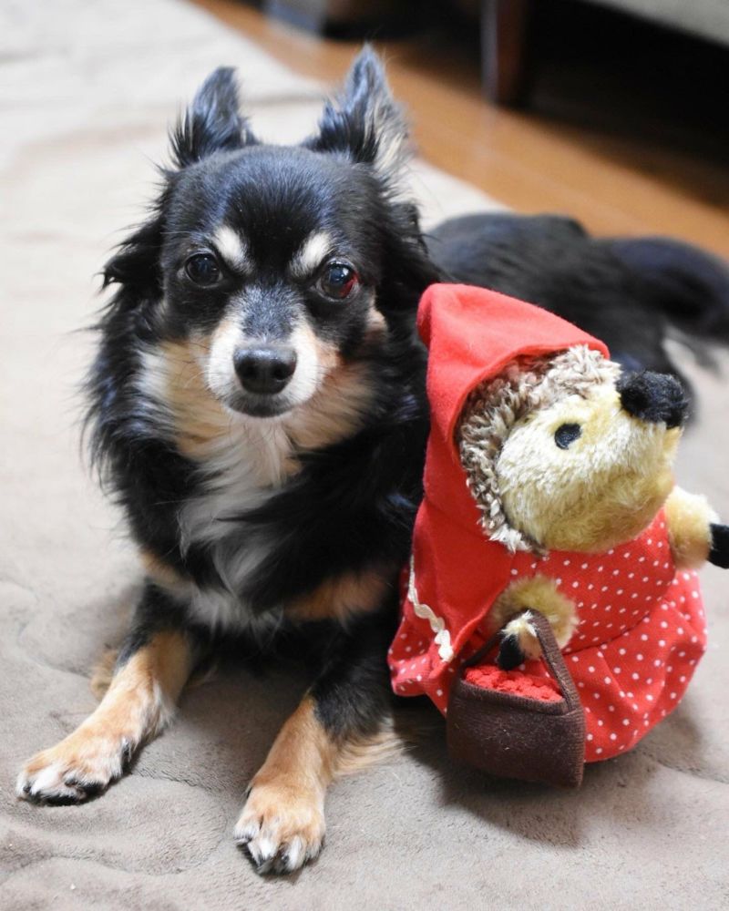 犬用 おもちゃ ペットメイト  PETMATE ヘッジー リトルレッド
