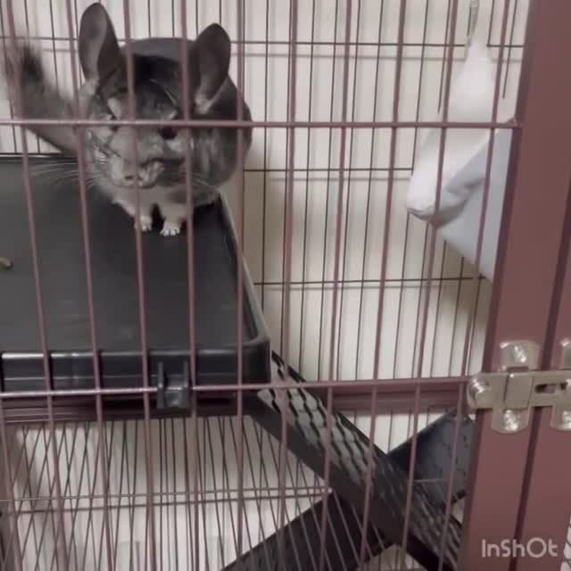 小動物用 ケージ プレビューペット PrevuePet ディライト