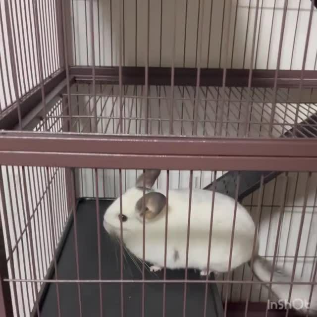 小動物用 ケージ プレビューペット PrevuePet ディライト