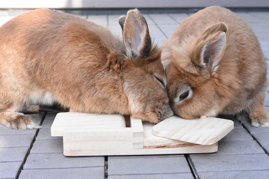 Allforwan Slifeうさぎ用品 ドイツkerbl社 うさぎちゃんのおもちゃ シンキング ラーニング トイスナックボックス