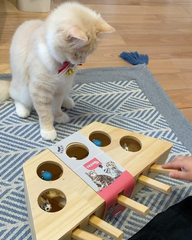 猫用 おもちゃ KERBL ケアブル 知育玩具 シンキング＆ラーニングトイ