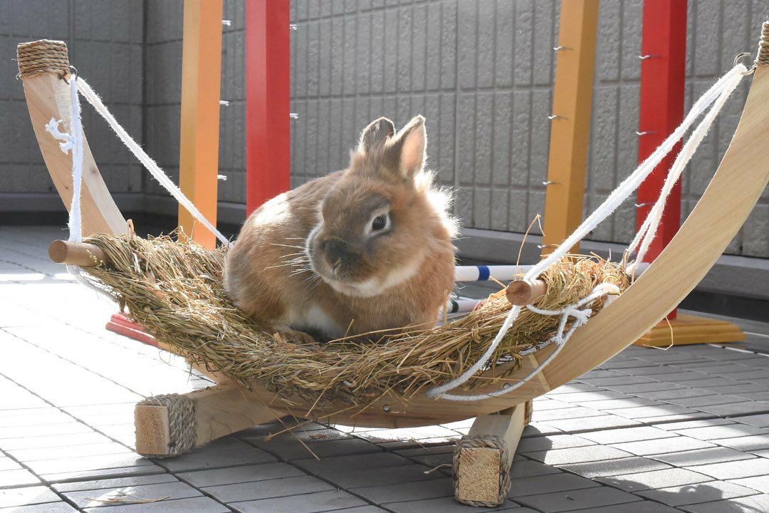 うさぎちゃん用の給水器です！ - 小動物用品