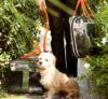 犬用 キャリーバッグ ROVERLUND アウトオブオフィスペットキャリア カモフラージュオレンジ Lサイズ