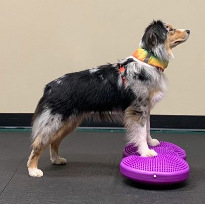 犬用 アジリティグッズ FitPAWS バランスディスク35.5ｃｍ ラズベリー オリジナルペットシーツと海外ペット用品のセレクトショップ  ALLFORWAN'sLIFE（オールフォーワンズライフ）