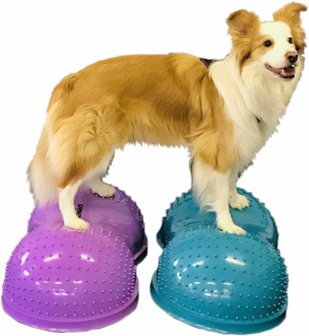 犬用 アジリティ用品 FitPAWS FlexiPAWS Cloud ライラック