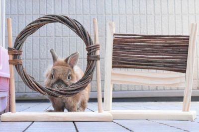 小動物用 おもちゃ TRIXIE トリクシー ラビットアジリティセット うさぎ 遊び 道具