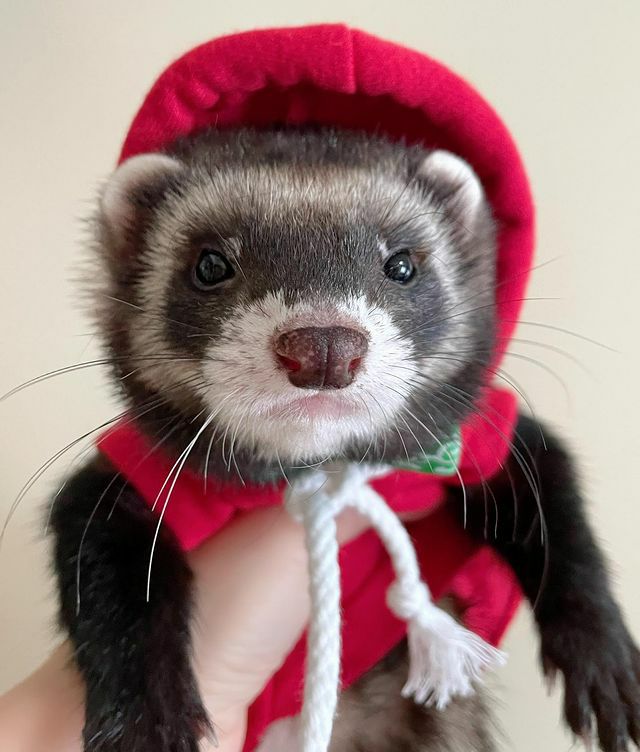 小動物用 フェレット 服 MarshalPet マーシャルペット フェレットの服