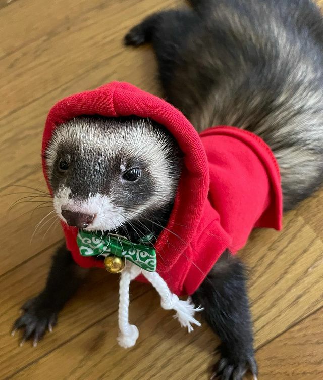 小動物用 フェレット 服 MarshalPet マーシャルペット フェレットの服