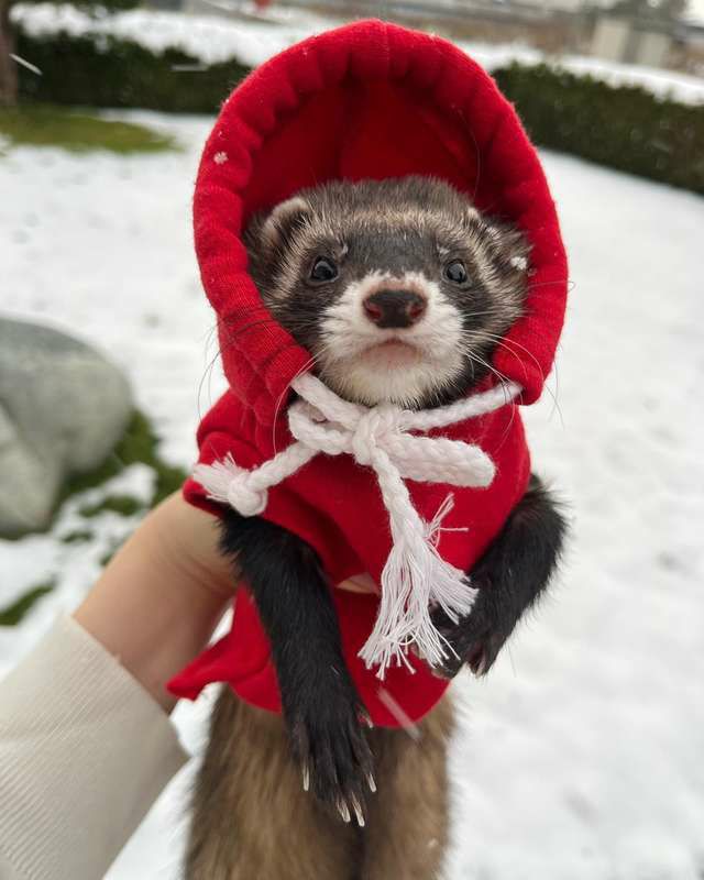 小動物用 フェレット 服 MarshalPet マーシャルペット フェレットの服