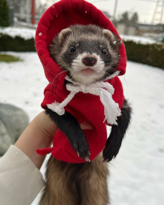 小動物用 フェレット 服 MarshalPet マーシャルペット フェレットの服