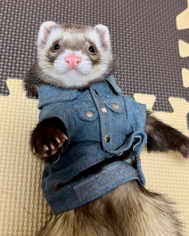 小動物用 フェレット 服 MarshalPet マーシャルペット フェレットの服