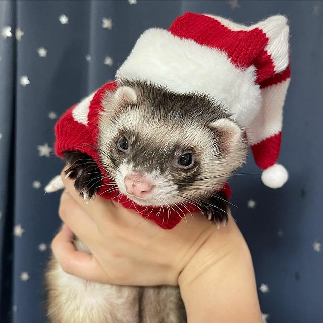 小動物用 フェレット 服 MarshalPet マーシャルペット フェレットの服