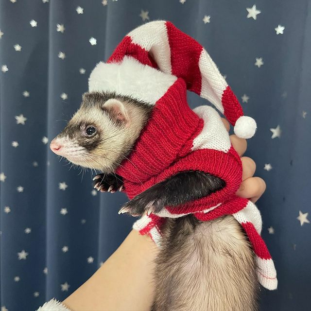 小動物用 フェレット 服 MarshalPet マーシャルペット フェレットの服