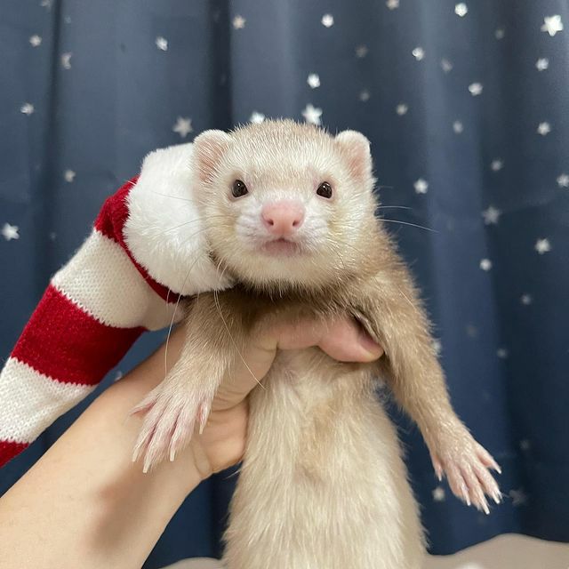 小動物用 フェレット 服 MarshalPet マーシャルペット フェレットの服