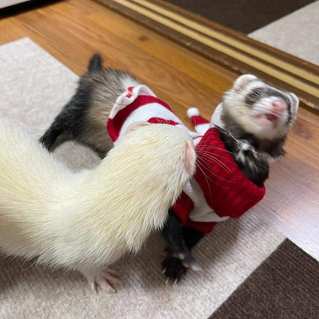 小動物用 フェレット 服 MarshalPet マーシャルペット フェレットの服