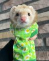 小動物用 フェレット 服 MarshalPet マーシャルペット ロングTシャツアソートセット