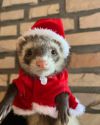 小動物用 フェレット 服 MarshalPet マーシャルペット デラックスサンタスーツ クリスマス