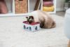 猫用 おもちゃ TRIXIE トリクシー 知育玩具 キャットアクティビティ ロッドボックス