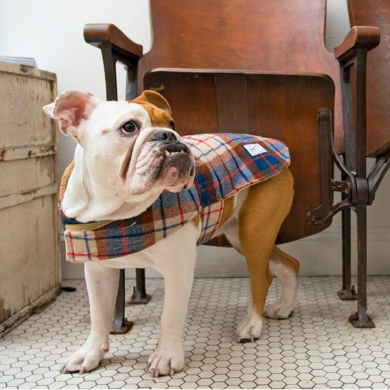 犬用 ドッグコート BillyWolf ビリーウルフ ポーターコート Lサイズ