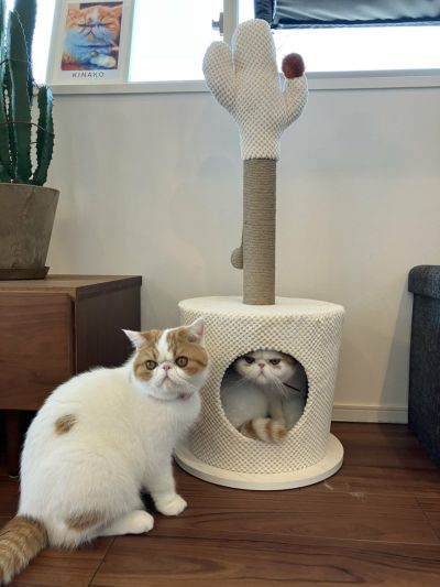 H4【used】TRIXIE キャットホーム ねこのおうち キャットタワー H4