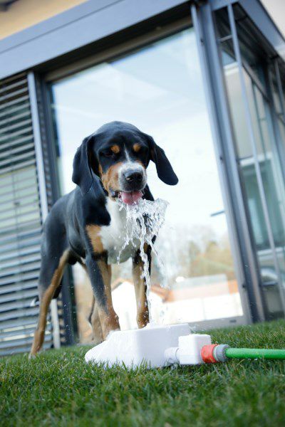 犬用 水飲み KERBL ケアブル ウォーターファウンテンバブル