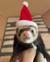 小動物用 フェレット 服 MarshalPet マーシャルペット サンタハット クリスマス コスプレ