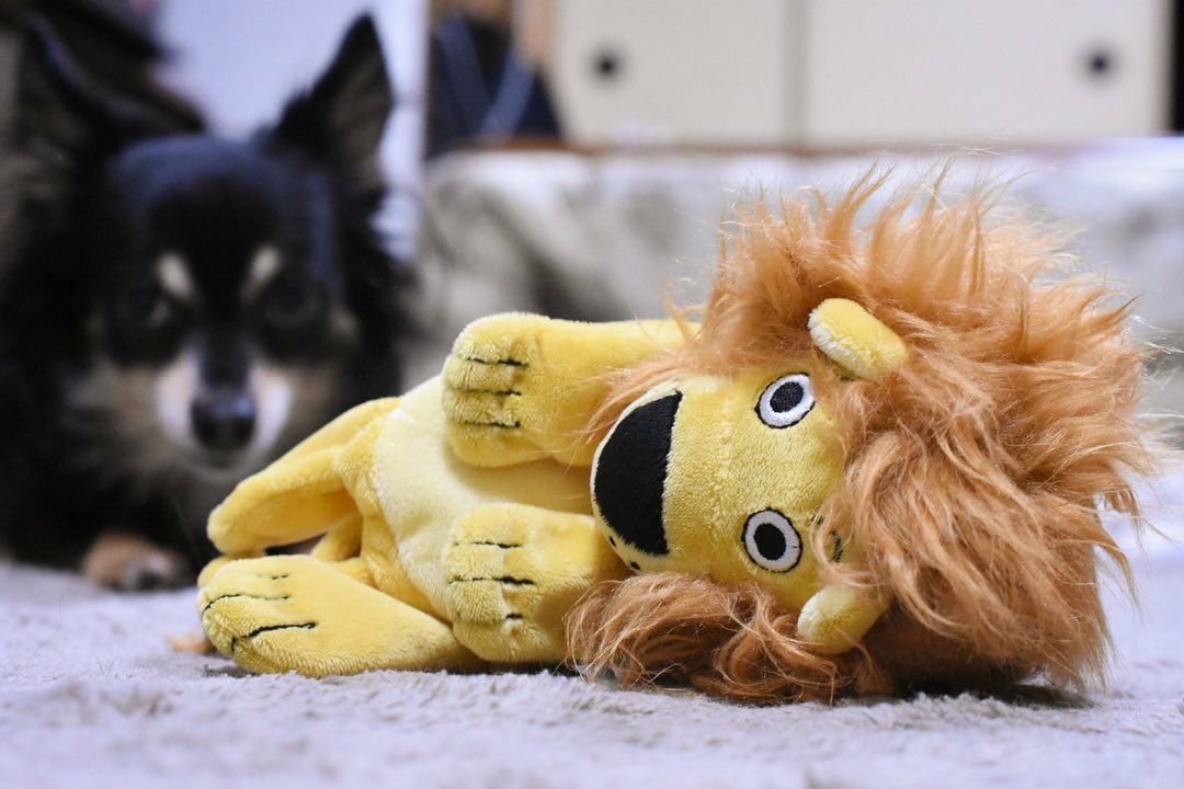 犬用 おもちゃ ペットメイト PETMATE JW クラックルヘッズ ライオン オリジナルペットシーツと海外ペット用品のセレクトショップ  ALLFORWAN'sLIFE（オールフォーワンズライフ）
