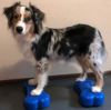 犬用 アジリティグッズ FitPAWS  ドッグバランスフィットネス CanineGym K9FITbone MINI ブルー