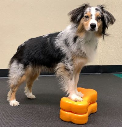 犬用 アジリティグッズ FitPAWS ドッグバランスフィットネス CanineGym K9FITbone MINI ラズベリー  オリジナルペットシーツと海外ペット用品のセレクトショップ ALLFORWAN'sLIFE（オールフォーワンズライフ）