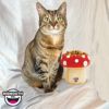 猫用 フードボウル ビッグマウス BIGMOUTH マッシュルームエレベーターキャットボウル
