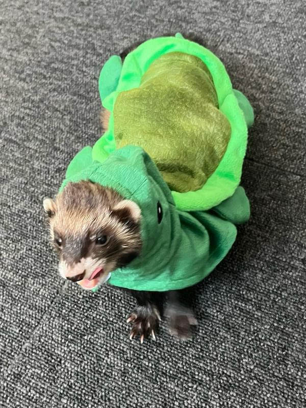 小動物用 フェレット 服 MarshalPet マーシャルペット フェレットの服