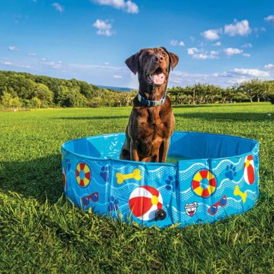 犬用 ペットプール ビッグマウス BIGMOUTH パターン&スプラッシュペットプール ドッグプール
