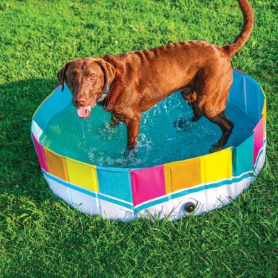 犬用 ペットプール ビッグマウス BIGMOUTH レインボー&スプラッシュペットプール ドッグプール