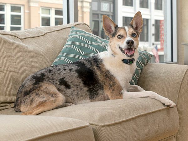 犬用 しつけグッズ PETSAFE 無駄吠え防止グッズ 小型犬用バーク