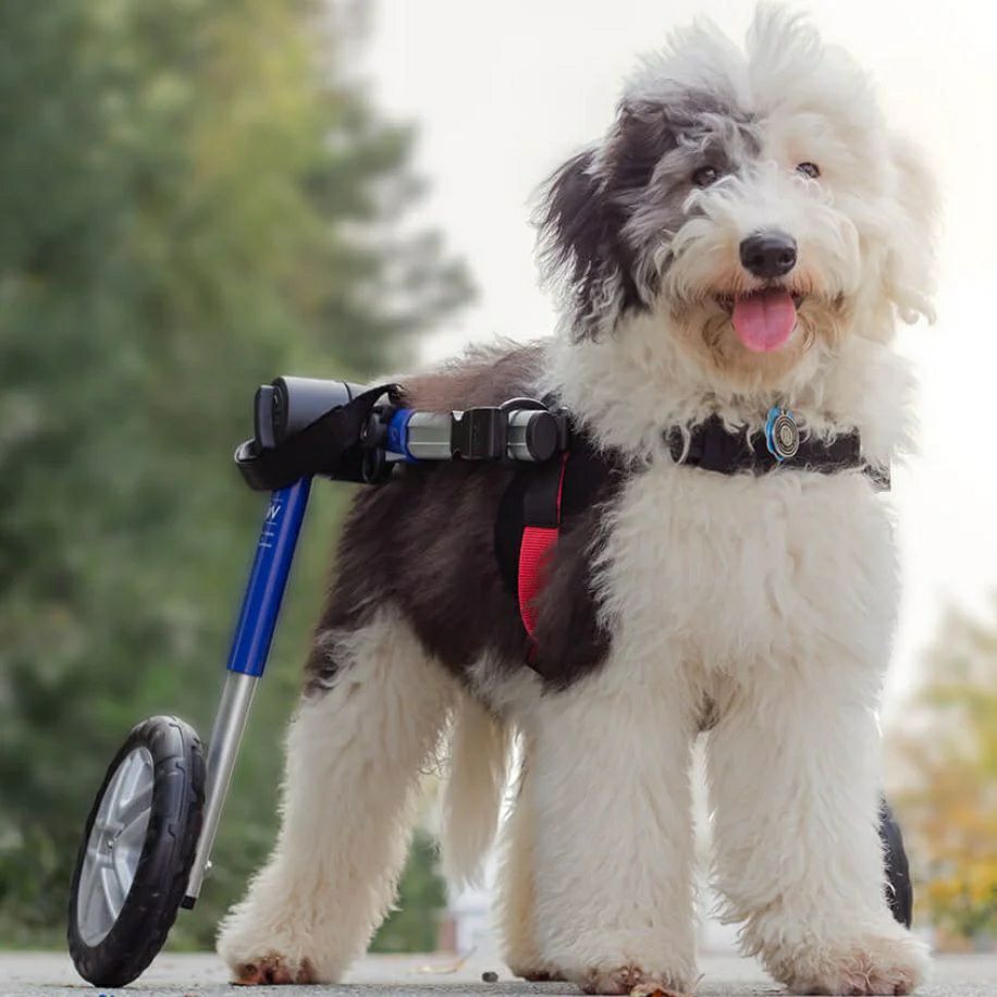 犬用 車椅子 Walkin Wheels ウォーキンホイールズ ドッグホイール