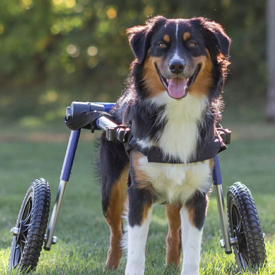 犬用 車椅子 Walkin Wheels ウォーキンホイールズ ドッグホイール