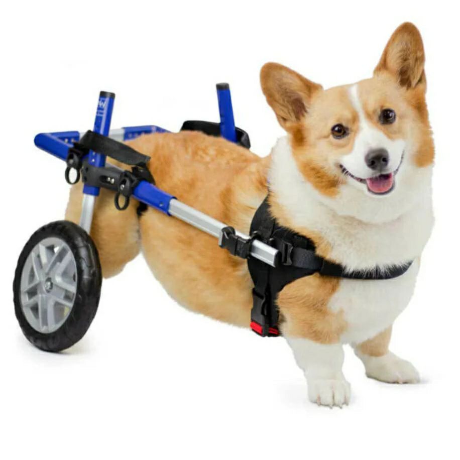 犬用 車椅子 Walkin Wheels ウォーキンホイールズ ドッグホイールチェア コーギー コーギー専用車椅子