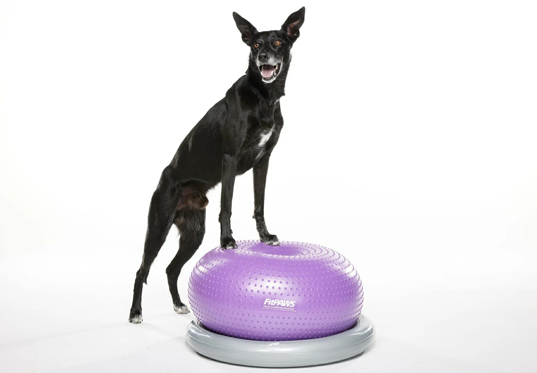 犬用 アジリティグッズ FitPAWS TRAX ドーナッツキット＆サーキュラーホルダーセット パープル 犬 バランス ボール