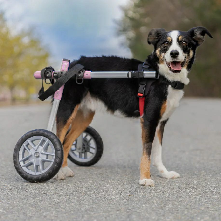 ウォーキンホイールズ　犬 車椅子 犬用車椅子 Walkin' Wheels SMサイズ｜小型犬の歩行補助・リハビリに